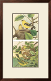 Goldfinch & Warbler