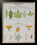Buy Plants and Leaves Teaching Chart at AllPosters.com