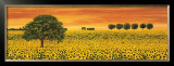 Buy Field of Sunflowers at AllPosters.com