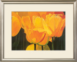 Buy Golden Ocean at AllPosters.com