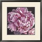 Buy Peony I at AllPosters.com
