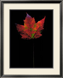 Buy Plate No. 21 at AllPosters.com