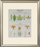 Buy Plants and Leaves Teaching Chart at AllPosters.com