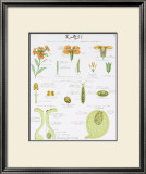 Buy La Giroflee Teaching Chart at AllPosters.com