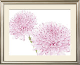 Buy Dalhia in Bloom at AllPosters.com