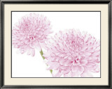 Buy Dalhia in Bloom at AllPosters.com