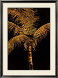 Buy Palm Oro at AllPosters.com