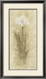Buy Amaryllis at AllPosters.com