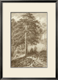 Buy Sepia Wild Pine at AllPosters.com