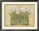 White Narcissus