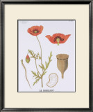 Buy The Poppy Teaching Chart at AllPosters.com