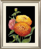 Buy Midnight Bloom II at AllPosters.com