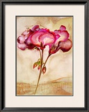 Buy Zonal Pelargonie at AllPosters.com