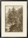 Buy Sepia Larch Tree at AllPosters.com