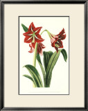 Royal Botanical Study I