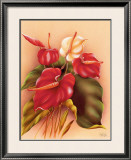 Buy Red and White Anthuriums at AllPosters.com