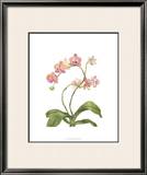 Buy Orchid Study IV at AllPosters.com
