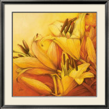Sunny Orange