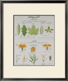 Buy Plants and Leaves Teaching Chart at AllPosters.com