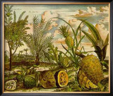 Tropical Fruits I