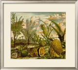 Tropical Fruits I