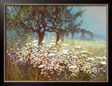 Field of Daisies