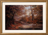 Woodland Stream