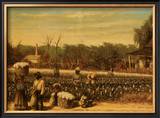 Picking Cotton