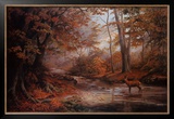 Woodland Stream