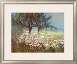 Field of Daisies