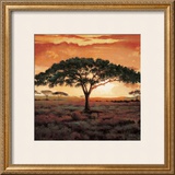 Masai Tree