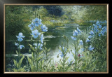 Blue Poppies