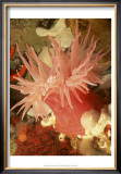 Graphic Sea Anemone I