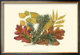 Buy White Oak, Balsam Fir, and Yew Birch at AllPosters.com