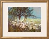 Field of Daisies