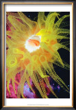 Graphic Sea Anemone II
