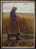 Summer Harvest Framed Art Print