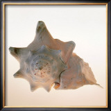 Buy Conch at AllPosters.com
