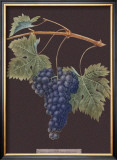 Buy Purple Grapes at AllPosters.com