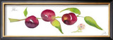 Buy Plum Branch at AllPosters.com