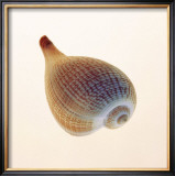 Buy Fig Shell at AllPosters.com