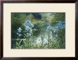 Blue Poppies