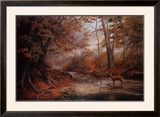 Woodland Stream