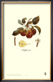 Buy Pear, Bellifsime d'Ete at AllPosters.com
