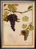 Buy Cabernet Sauvignon at AllPosters.com