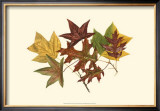 Buy Tulip Tree, Gum and Scarlet Oak at AllPosters.com