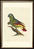 Buy Crackled Antique Parrot II at AllPosters.com