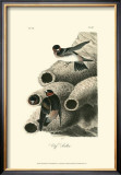 Cliff Swallow