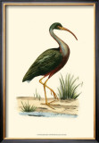 Water Birds II