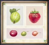 Antique Fruits